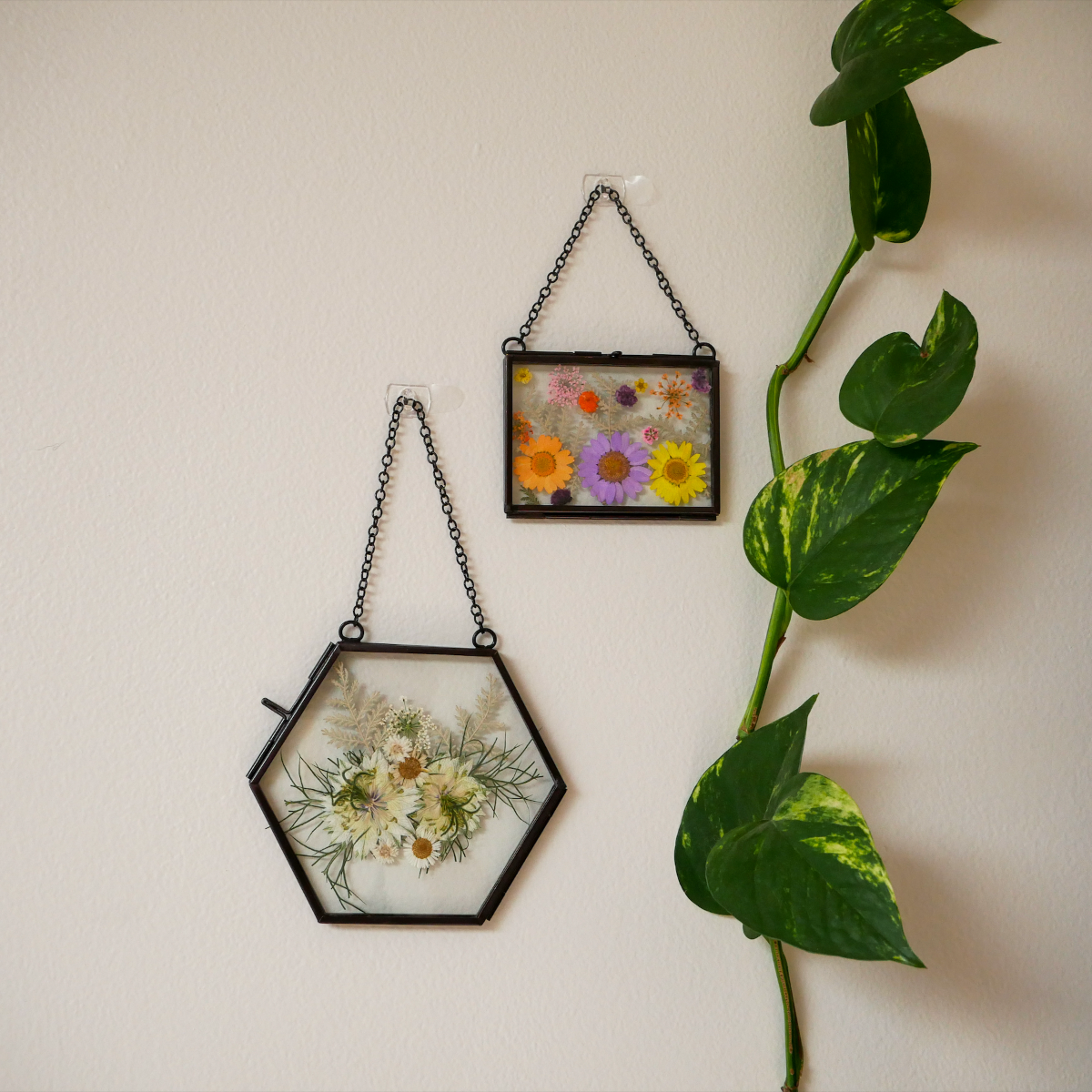 Make Framed Pressed Flowers